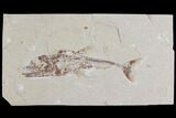 Cretaceous Predatory Fish (Eurypholis) - Lebanon #112653-1
